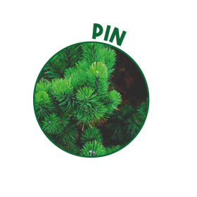 P00901 - Détergent 2D Pin 5L SOPROMODE