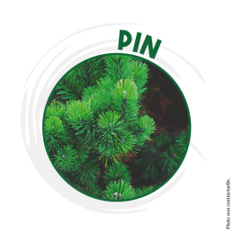 P00552 - Pastilles urinoirs Parfum Pin 20gr (40un)